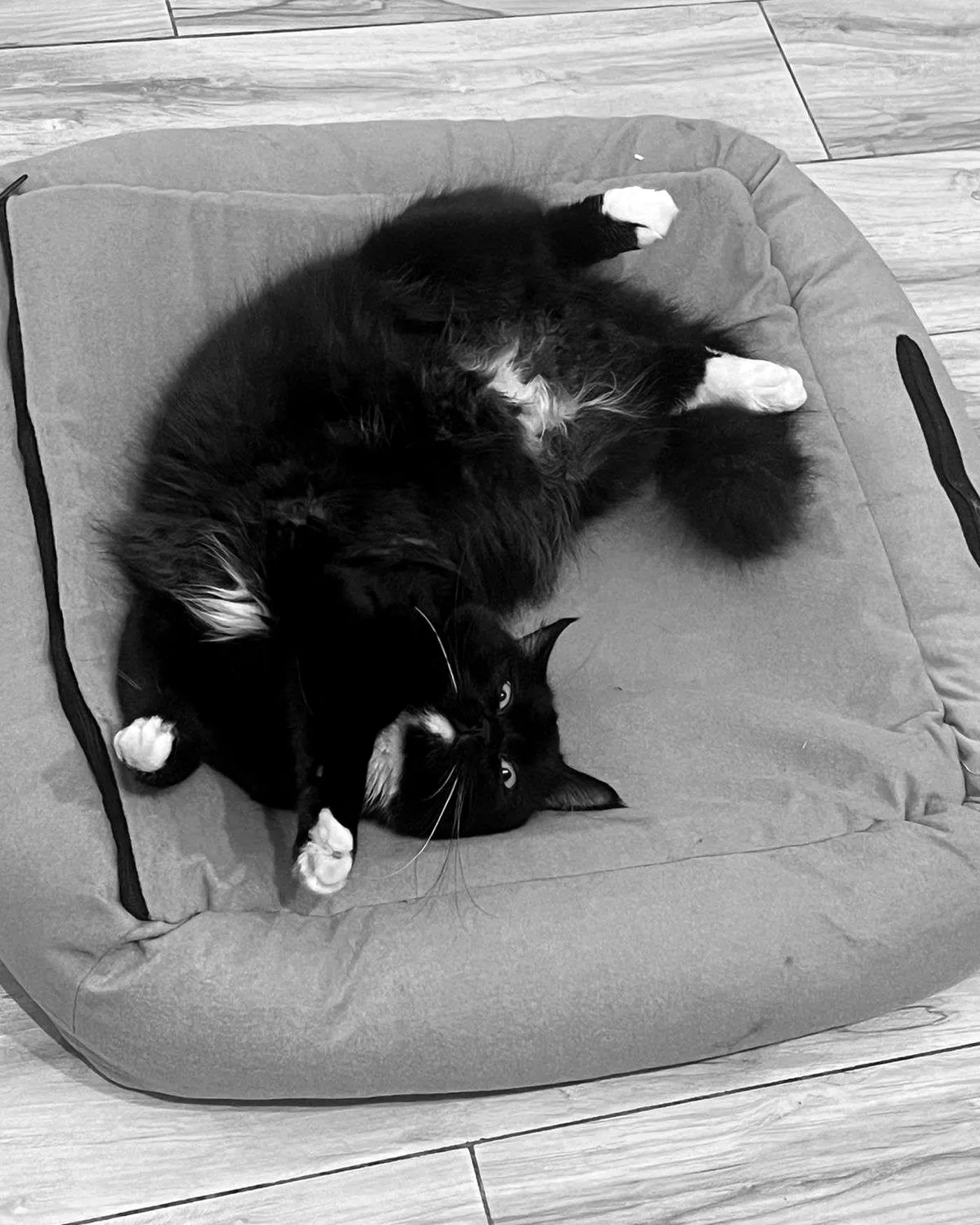 A long-haired black and white cat lying on her back on a grey bed, all four paws in the air.
